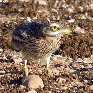 Eurasian Stone-curlew - Burhinus oedicnemus insularum © John Muddeman
